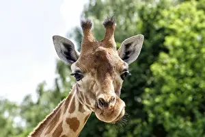 Endangered Species Africa Drucke: Giraffe
