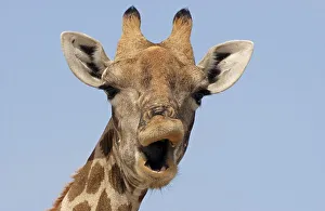 Namibia Nature Photography Drucke: Giraffe (Giraffa camelopardalis)
