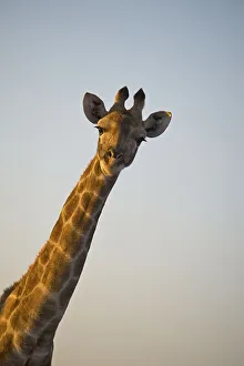 National Park Animals Africa Drucke: Giraffe (Giraffa camelopardalis)