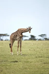 Deserted Savanna Landscape Drucke: Giraffe (Giraffa camelopardalis)