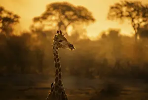 Drucke von Giraffe (Giraffa camelopardalis), bei Abendlicht, Wildtiere, Kalahari, Botswana Giraffa Drucke: Giraffe (Giraffa camelopardalis)
