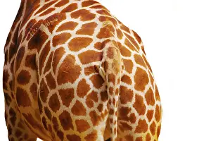 Endangered Species Photography Drucke: Giraffe skin texture very close