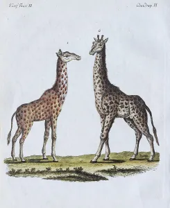 Hand Colored Copper Engraving Drucke: Giraffes (Giraffa camelopardalis)