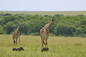 Drucke von Giraffen und Böcke grasen auf einer weiten Ebene mit Bäumen im Hintergrund, Masai-Giraffe (Giraffa camelopardalis), Masai-Mara-Nationalpark, Bezirk Narok, Kenia Warzenschwein Drucke: Giraffen und Kriegspfoten grasen auf einer weiten Ebene mit Bäumen im Hintergrund.