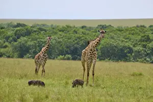 Drucke von Zwei Giraffen und Warzenschweine auf der offenen Savanne, umgeben von dichter Vegetation, Masai-Giraffe (Giraffa camelopardalis), Masai-Mara-Nationalpark, Bezirk Narok, Kenia Warzenschwein Drucke: Zwei Giraffen und Böckchen auf der offenen Savanne.