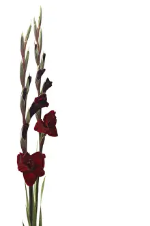Cut Flower Studio Shot Drucke: Gladiolus