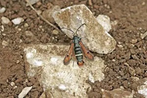 Diurnal Wildlife Images Drucke: Glasswing