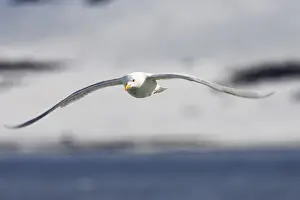 Scandinavian Nature Images Drucke: Glaucous Gull in flight (Larus hyperboreus)