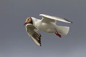 North Sea Coast Drucke: In gliding flight