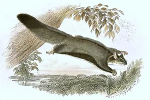 Historic Animal Illustration Drucke: Gliding hawk, Petaurus sciureus
