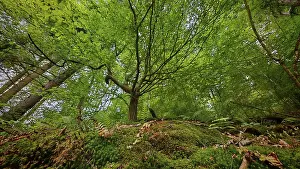 Protected Area Germany Drucke: A glimpse of the treetops of a dense