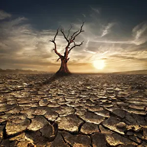 Global Warming Concept Drucke: Global warming concept. Lonely dead tree under dramatic evening sunset sky at drought cracked desert landscape