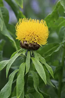 Globe Knapweed Drucke: Globe knapweed (Centaurea macrocephala)