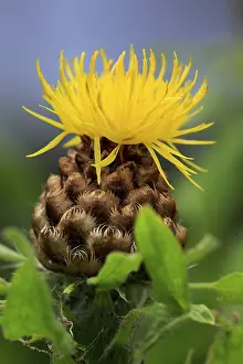 Globe Knapweed Drucke: Globe knapweed (Centaurea macrocephala)