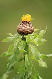 Flowering Plant Germany Drucke: Globe knapweed (Centaurea macrocephala)
