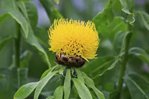 Botany Plant Details Drucke: Globe knapweed (Centaurea macrocephala)