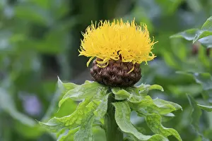 Deserted Agricultural Crop Drucke: Globe knapweed (Centaurea macrocephala)