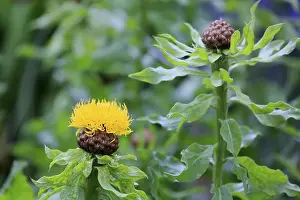 Blue Blossom Flower Drucke: Globe knapweed (Centaurea macrocephala)