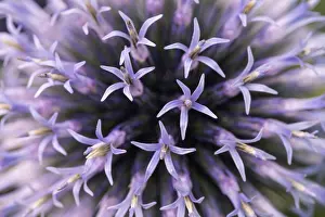 Globe Thistle Drucke: Globe thistle (Echinops), Germany