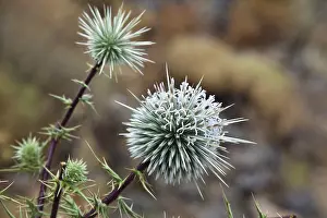 Close Up Nature Shots Drucke: Globe Thistle (Echinops ritro)