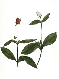 Globus rot und Globus weiß