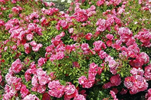 Nature Inflorescence Drucke: Glorious roses