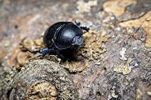 Tree Trunk Texture Drucke: A glossy black beetle is perched on the textured surface of a tree trunk