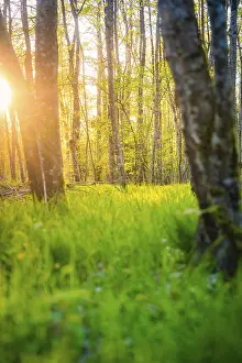 Heckengau Region Scenery Drucke: Glowing sun rays illuminate tree trunks and grass in the forest