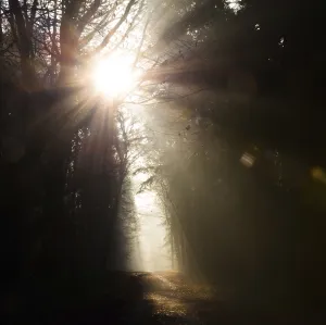 Peaceful Forest Atmosphere Drucke: Glowing sunrays, light and darkness