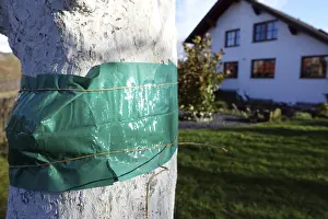 Uninhabited Orchard Scene Drucke: Glue trap on a fruit tree painted with lime
