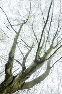 Fresh Green Foliage Drucke: Gnarled old beech tree in early spring