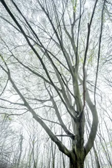 Fresh Green Foliage Drucke: Gnarled old beech tree in early spring