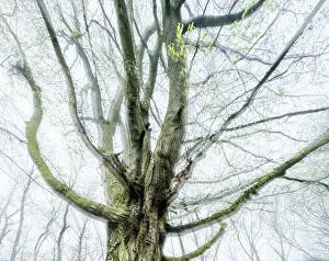 Central European Deciduous Forests Drucke: Gnarled old beech tree in early spring