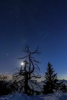 Dolomiti UNESCO World Heritage Drucke: Gnarled tree under full moon and starry sky