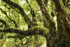 Uninhabited Riverbank Scenery Drucke: Gnarled tree with mosses and lichens