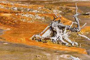 Black Sand Basin USA Drucke: Gnarled tree root on yellow bacteria in a hot spring