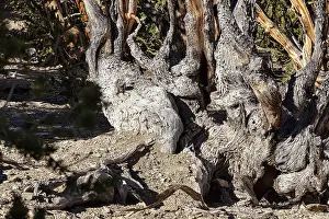 Great Basin Bristlecone Pine Drucke: Gnarled tree trunk, structures