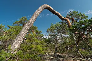 Northern Europe Wilderness Drucke: Gnarled, wind-bent pine tree, Getaberg