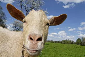 Nature Portrait Photography Drucke: Goat