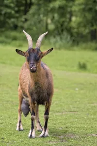 Domestic Goat Breed Drucke: Goat in a clearing