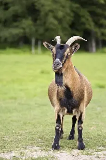 Deserted Forest Clearing Drucke: Goat in a clearing