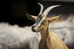 Bovids In Nature Drucke: Goat in a clearing in the wild