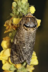 Moth Species Drucke: Goat moth (Cossus cossus)