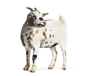 Bovid Mammal Drucke: Goat in front of white background