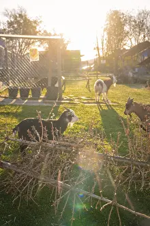 Atmospheric Evening Light Germany Drucke: Several goats in an enclosure at sunset