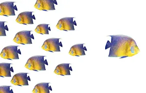 Drucke von Ein anderer Weg gehen und sich aus der Menge abheben mit einem Engelhai Kaiserfisch Drucke: Ein anderer Weg gehen und aus der Menge herausragen, Konzept mit Engelfischen.