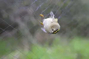 Migrant Bird Migration Drucke: A goldcrest (Regulus regulus) hanging in a net