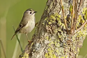 Drucke von Goldregenpfeifer (Regulus regulus), auf einem Baumstamm ruhend, Niedersächsisches Wattenmeer Nationalpark, Ostfriesische Inseln, Niedersachsen, Deutschland Goldhähnchen Drucke: Goldammer (Regulus regulus), ruht auf einem Baumstamm.