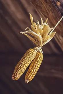 Rural Farming Landscape Drucke: Golden corn cobs, drying and hanging