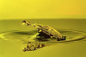 Symbolic Picture Concept Drucke: A golden drop of water elegantly deforms with glowing rays on a reflecting surface